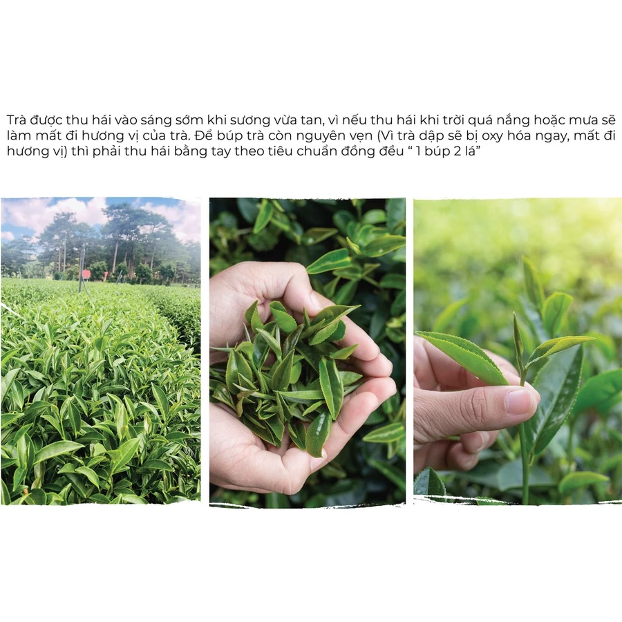 Trà Đen DalatFarm - Ảnh 2