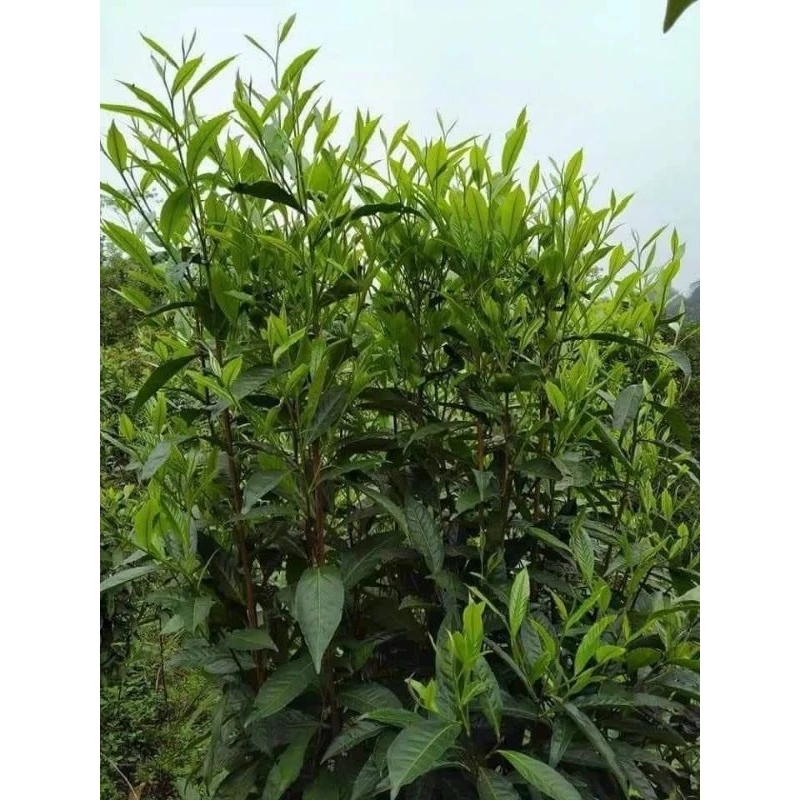 Oolong Lai Châu - Ảnh 2