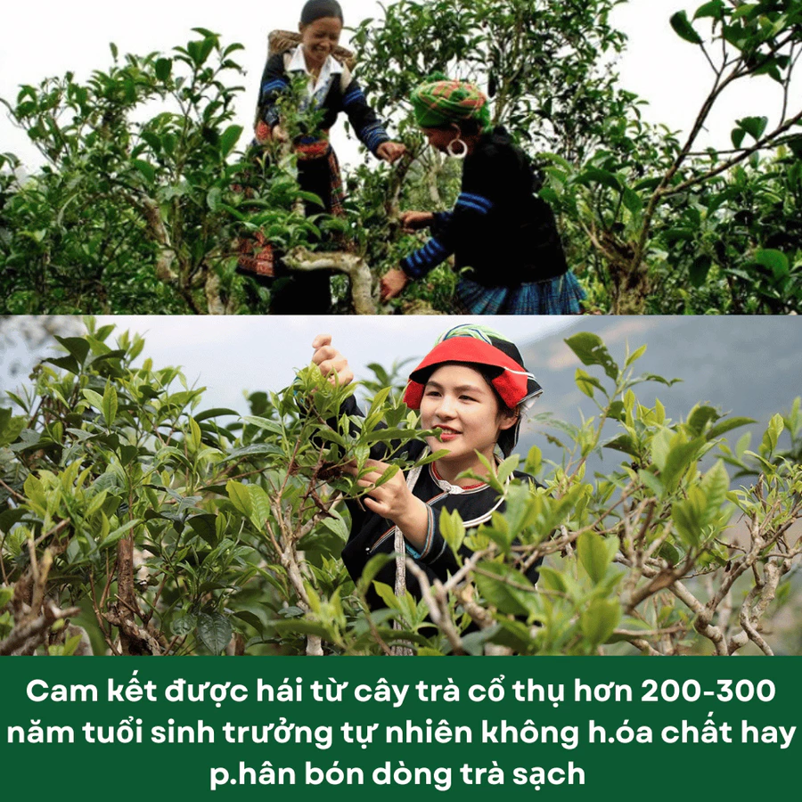 Oolong Lên Men - Ảnh 3